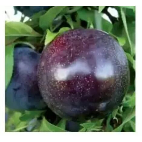 PIANTA DA FRUTTO SUSINO BLACK AMBER in vaso anni due ( foto reale)