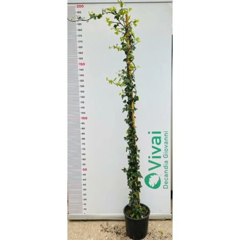 PIANTA DI EDERA HELIX  ALTEZZA 180/190 cm (foto reale) IN VASO CM 22