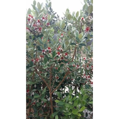 PIANTA DI FEIJOA IN VASO 24 CESPUGLIO FIORITO altezza 60/70 cm (foto reali)