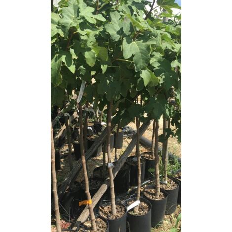 PIANTA DA FRUTTO DI FICO LUNGO DEL PORTOGALLO IN VASO H 80/110 CM