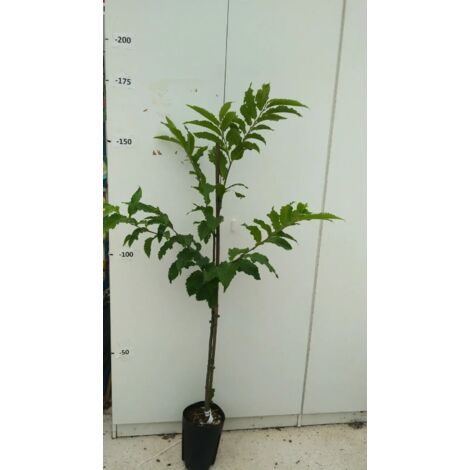 PIANTA DI CASTAGNO ALBERO altezza 140/160 cm anni DUE in vaso 20  (foto reali)