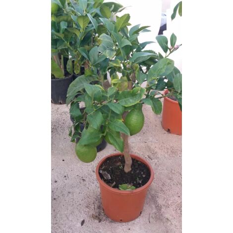 PIANTA DI LIMONE 4 QUATTRO STAGIONI nano VASO 20 cm (foto reali)