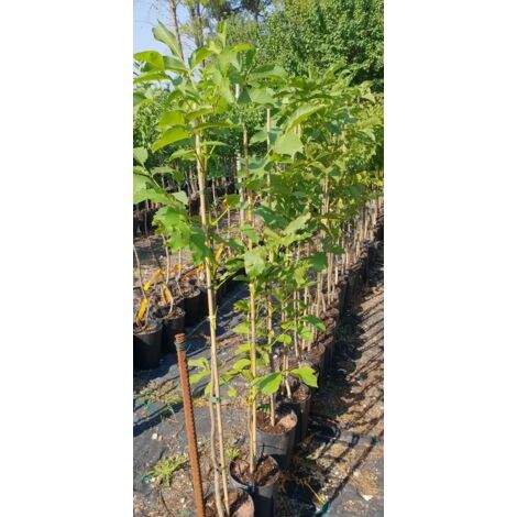 Piante da esterno Pianta da frutto antico su vaso da 20 Nocciolo Tonda