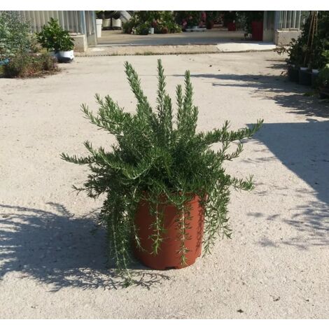 PIANTA AROMATICHE DI ROSMARINO PROSTRATO n vaso da 30 cm  (foto reali)