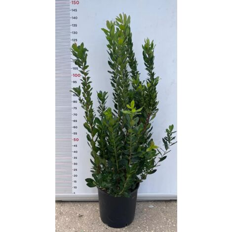 PIANTA DI CORBEZZOLO CESPUGLIO ARBUTUS UNEDO VASO 30 ALT 100/120 cm (foto reale)