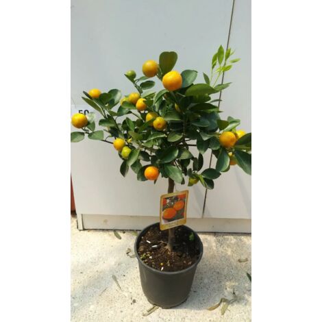 PIANTA DI CALAMONDINO  vaso 20 cm  altezza 70 cm (foto reali)