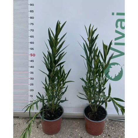 PIANTA DI OLEANDRO VASO 18 altezza 50/60 cm GIALLO LIMONE (foto reale)