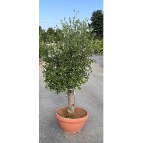 PIANTA DI ULIVO ALBERELLO bonsai in ciotola 70 altezza 140 CM  (foto reali)