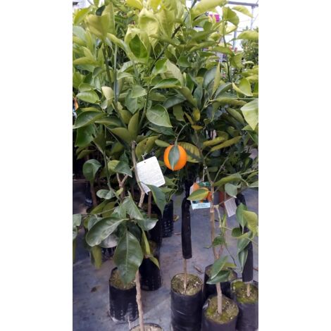 Pianta Di Arancio Navelate In Fitocella – Albero Da Frutto Alto 150 Cm, Foto Reali