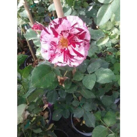 N. 4  PIANTE  DI ROSE A CESPUGLIO IN VASO CM19 (foto reali) colori assortiti