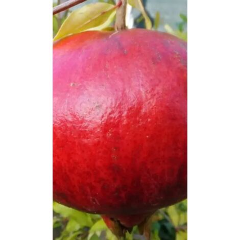 Pianta Di Melograno Wonderful Da 48 Mesi - Elevata Produttività - Foto 6