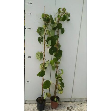 N.3 PIANTA DI KIWI (1maschio + 2 femmina) VASO CM20 ALTEZZA CM 110/130