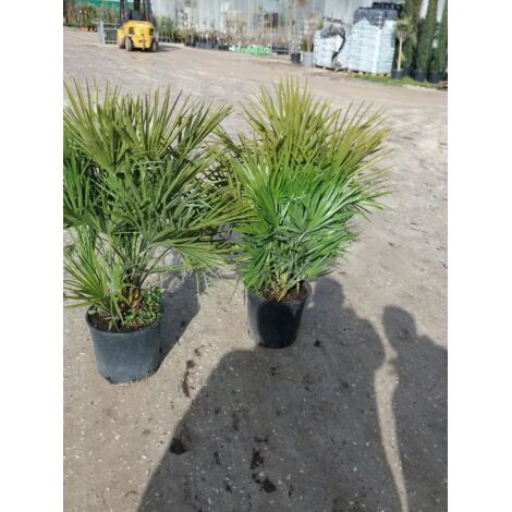 PIANTA DI CHAMEROPS UMILIS PALMA NANA VASO 28 CM ALTEZZA 100 CM (foto reali)