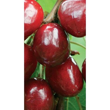 Pianta Di Ciliegio Nano Autofertile In Vaso Foto Reali