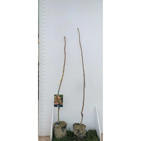 Pterocarya fraxinifolia - noce del caucaso (10 piante a radice nuda) – Vivai Mola della Badia