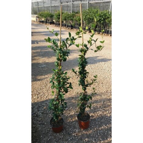 N. 4 PIANTE DI RINCOSPERMUM JASMINOIDES GELSOMINO 100 cm (foto reali) PROFUMATO