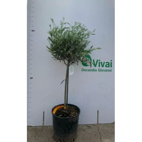 PIANTA DI ULIVO ALBERELLO ALTEZZA 100/120 CM (foto reali) vaso cm 30