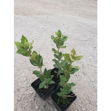 N. 24 PIANTE DI QUERCIA "LECCIO " cm 30/40 in vaso 10 (foto reali) quercus ilex