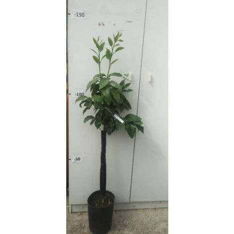 PIANTA DI AGRUME DI BERGAMOTTO IN FITOCELLA (foto reale) altezza 150 cm
