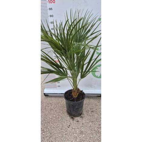 PIANTA DI CHAMEROPS UMILIS PALMA NANA VASO 18 cm (FOTO REALI)