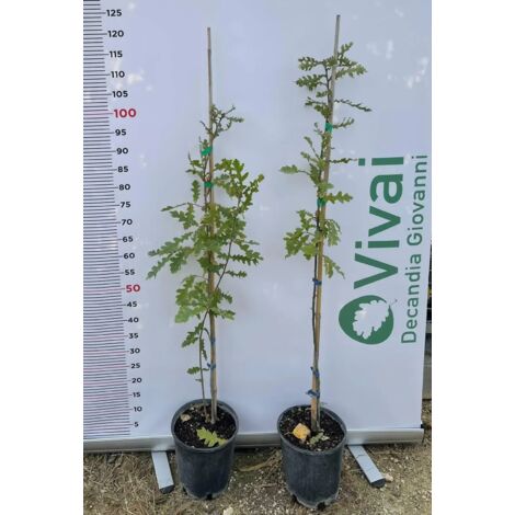 PIANTE DI QUERCIA CERRO Q. CERRIS IN VASO 24 CM ALTEZZA 80/100CM (foto reale)