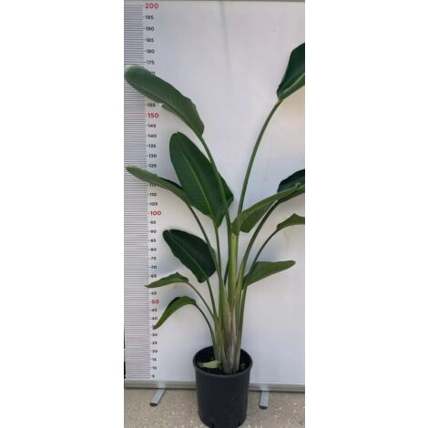 PIANTA DI STRELITZIA NICOLAI IN VASO CM 28 ALTEZZA 150 CM (foto reali)