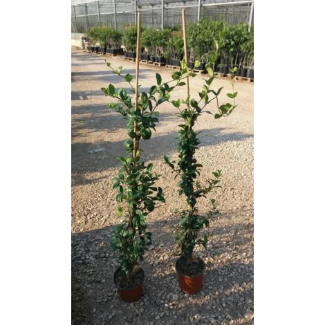 N.4 PIANTE DI RINCOSPERMUM JASMINOID GELSOMINO RAMPICANTE 100 cm PROFUMATO
