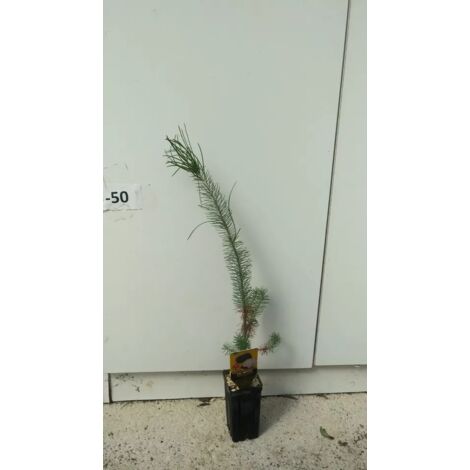 PIANTA DI PINUS PINEA MICORIZZATA CON TARTUFO T.AESTIVUM  (foto reali)