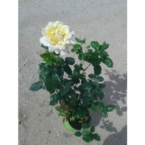 N. 2  PIANTA  DI ROSE A CESPUGLIO IN VASO CM19 (foto reali) colori assortiti
