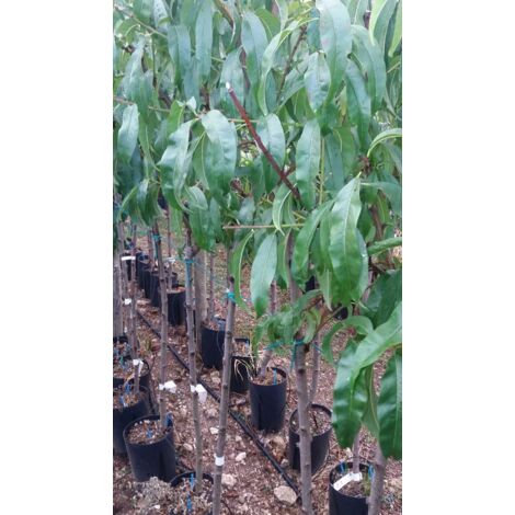 PIANTA DA FRUTTO SUSINO SANGUE DI DRAGO IN VASO  ANNI DUE ( foto reale)