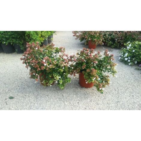 PIANTA SEMPREVERDE DA FIORE DI ABELIA GRANDIFLORA VASO CM 16 (foto reale)