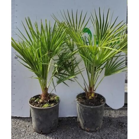 'CHAMEROPS UMILIS' PIANTA DI PALMA NANA IN VASO 22 CM (foto reali)
