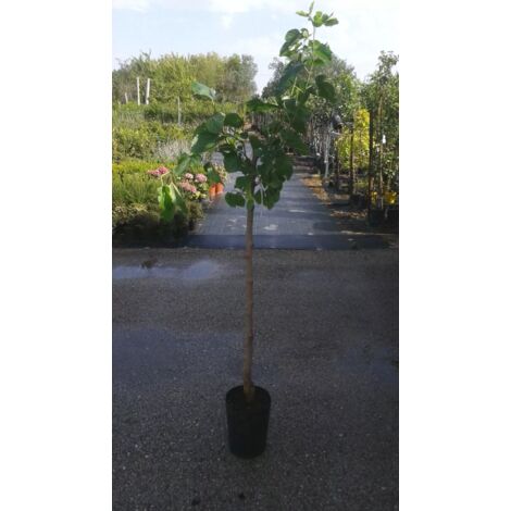 Pianta di gelso rosso innestata altezza cm 140/150 (foto reali)