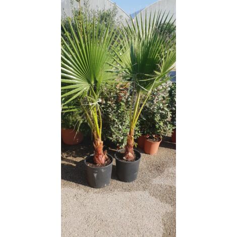 PIANTA DI WASCHINGTONIA FILIFERA PALMA V.28 cm ALTEZZA 60/80 CM (foto reali)