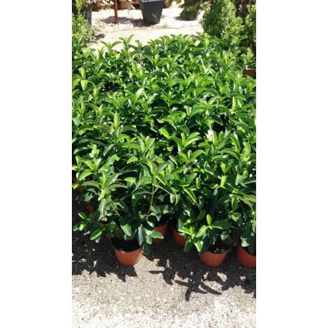 N. 25 PIANTE DI VIBURNO LUCIDO VASO 18 altezza 40/50 cm cespuglio da siepe