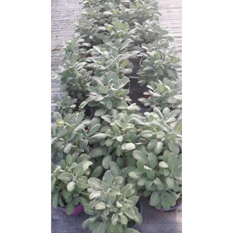 N. 2 PIANTE AROMATICHE DI SALVIA vaso 14 cm (foto reali) aromatica