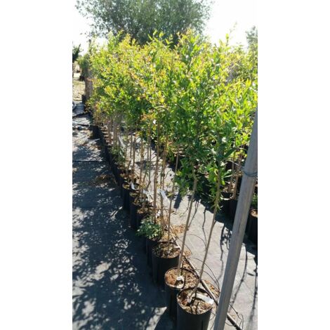 PIANTA DI MELOGRANO VALENCIANO IN VASO 20 cm ALTEZZA 150 CM (foto reale)