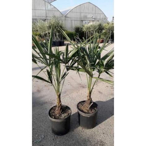 PIANTA DI TRACHYCARPUS FORTUNEI o CHAMEROPS EXCELSA VASO 28 CM (foto reali)