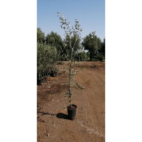 PIANTA DI ULIVO ARBOSANA 150/160 CM IN VASO 20 CM (foto reali)