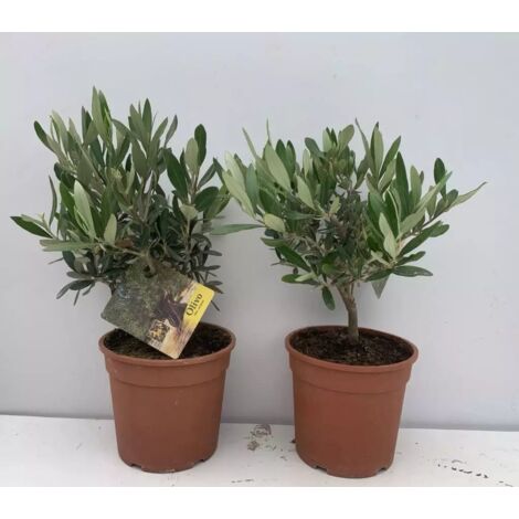 PIANTA DI ULIVO BONSAI VASO 15 CM ALTEZZA 20/25 CM ( foto reali)