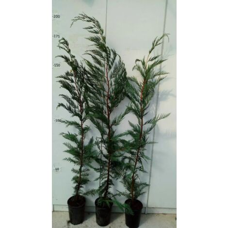 PIANTA DI CUPRESSUS LEYLANDII VASO 18 ALTEZZA 140/160 CM (foto reale)
