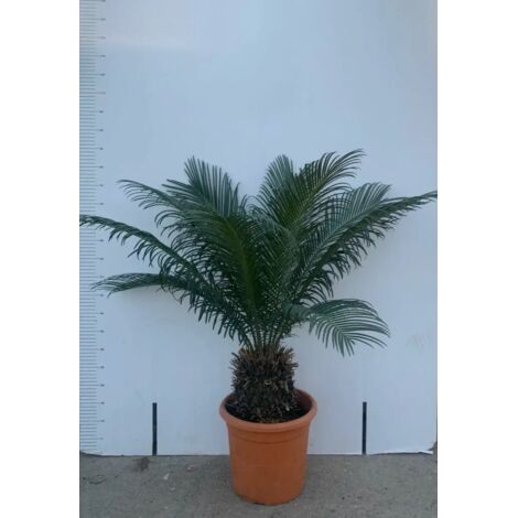 PIANTA DI CYCAS CICAS PALMA NANA VASO 22/24 CM ALTEZZA 40/60 CM (foto reali)