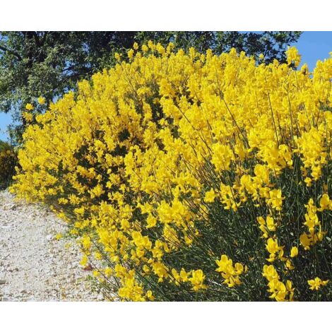 PIANTA DI GINESTRA ODOROSA SPARTIUM JUNCEUM VASO CM 18 (foto reale) ALT. CM 40