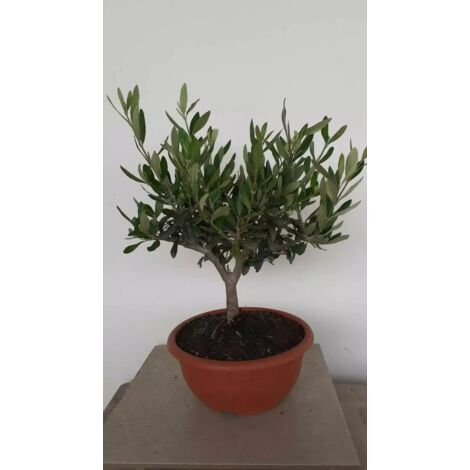 PIANTA DI ULIVO BONSAI CIOTOLA 20 CM ALTEZZA 25/30 CM  ( foto reali)