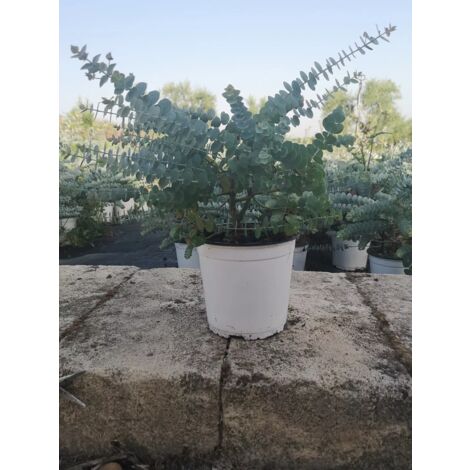 PIANTA DI EUCALYPTUS GUNNI NANO IN VASO 17 cm (foto reale) eucalipto ANTI ZANZ