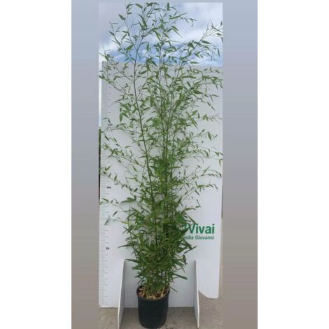 N.10 PIANTE DI BAMBU'  "phyllostachys aurea " altezza 160/180 cm  in vaso 24 cm