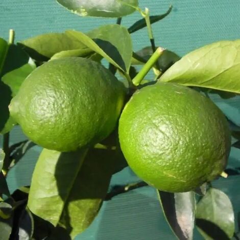 PIANTA DI AGRUME DI LIMONE DI TAHITI o LIME DEI CARAIBI (foto reali)