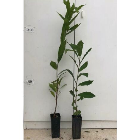 Pianta Di Castagno Marrone Di Marradi – Altezza 60/80 Cm, Innestata, Varietà Italiana Molto Produttiva
