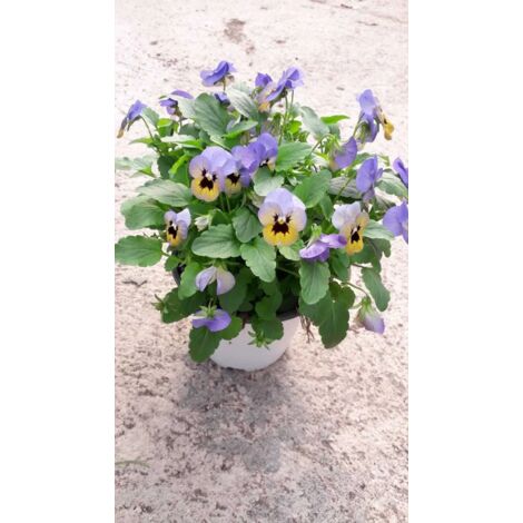 N.2 PIANTE DI VIOLA DEL PENSIERO PANSE' VASO 14CM COLORI ASSORTITI (foto reali)