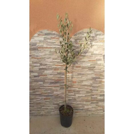 N. 50 PIANTE DI ULIVO " LECCIO DEL CORNO "  VASO 20 CM (foto reali)